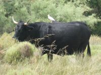 prächtiger Bulle im Kosmetiksalon