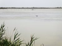 ein einsamer Geselle