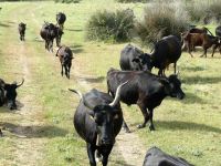 Männlein, Weiblein, Kinder gemischt