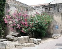 Stilleben am Wegesrand