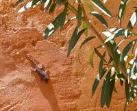 nachmittägliches Sonnenbad