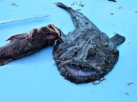 wer ist der Meeresbewohner?