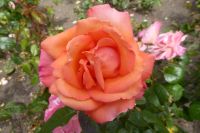 Tag 5 22.06.2022 Insel Jersey, St. Helier, Howard Davis Park