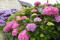 Tag 7 24.06.2022 Confort- Meilars, Hortensien