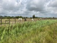 Die weißen Pferde der Camargue haben wir gefunden!