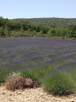 Lavendel im Luberon