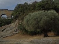 Olivenbaum bei Pont du Gard