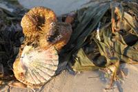 IMG_0961_Am Strand von Saint Malo