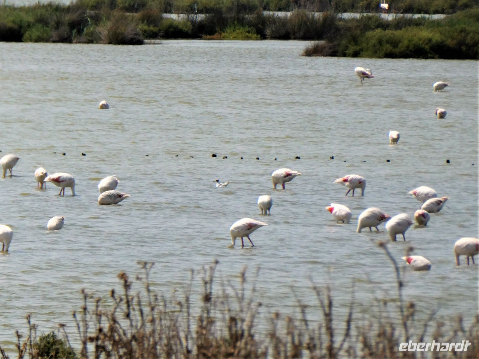 in der Camargue angekommen