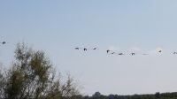 Flamingos im Flug