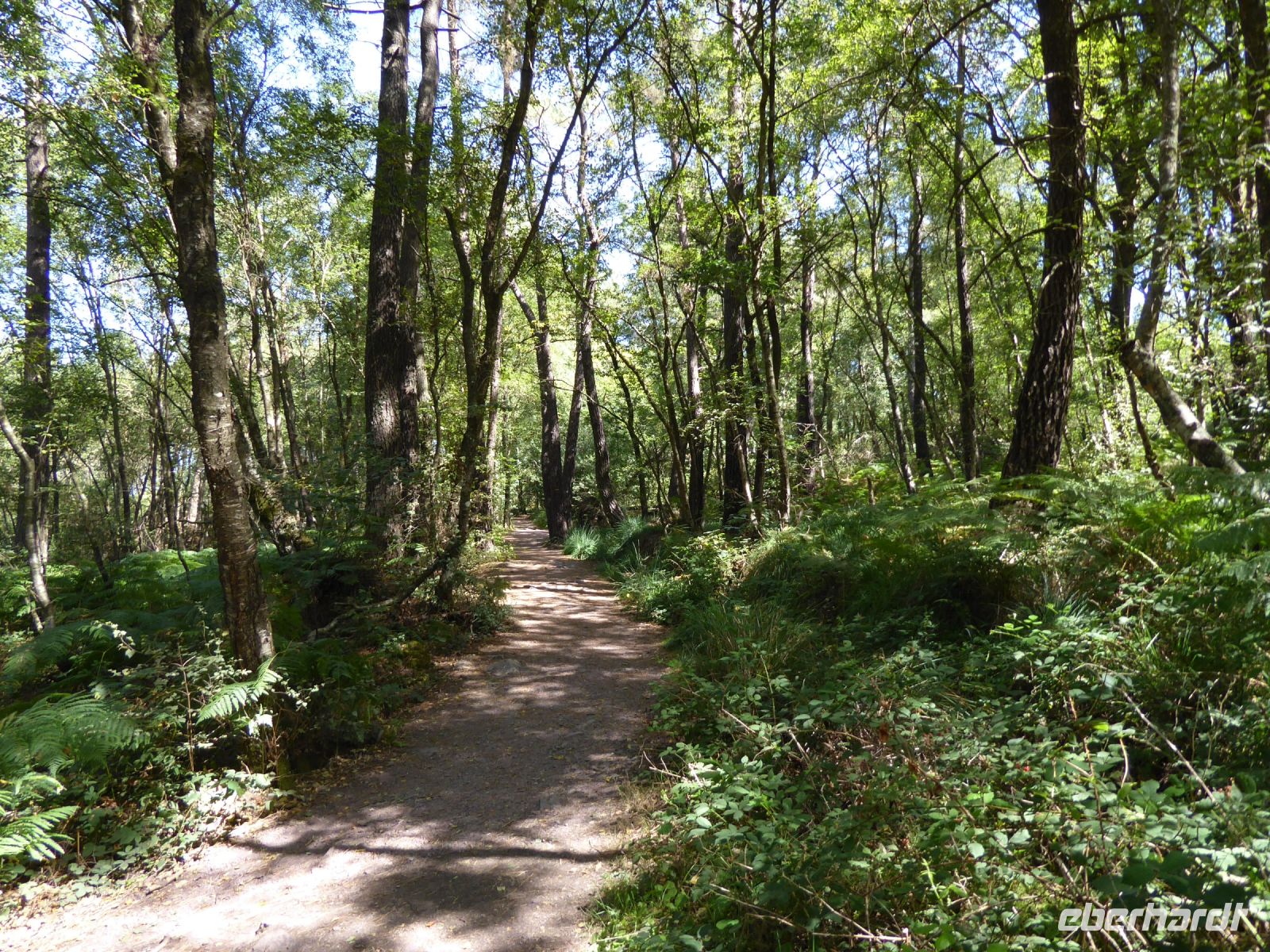Tag 3 08.08.2022 Wanderung im Wald von Brocéliande