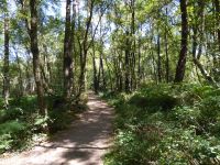 Tag 3 08.08.2022 Wanderung im Wald von Brocéliande