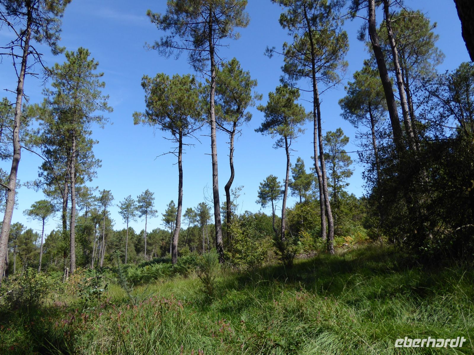 Tag 3 08.08.2022 Wanderung im Wald von Brocéliande
