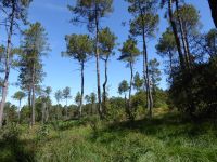 Tag 3 08.08.2022 Wanderung im Wald von Brocéliande