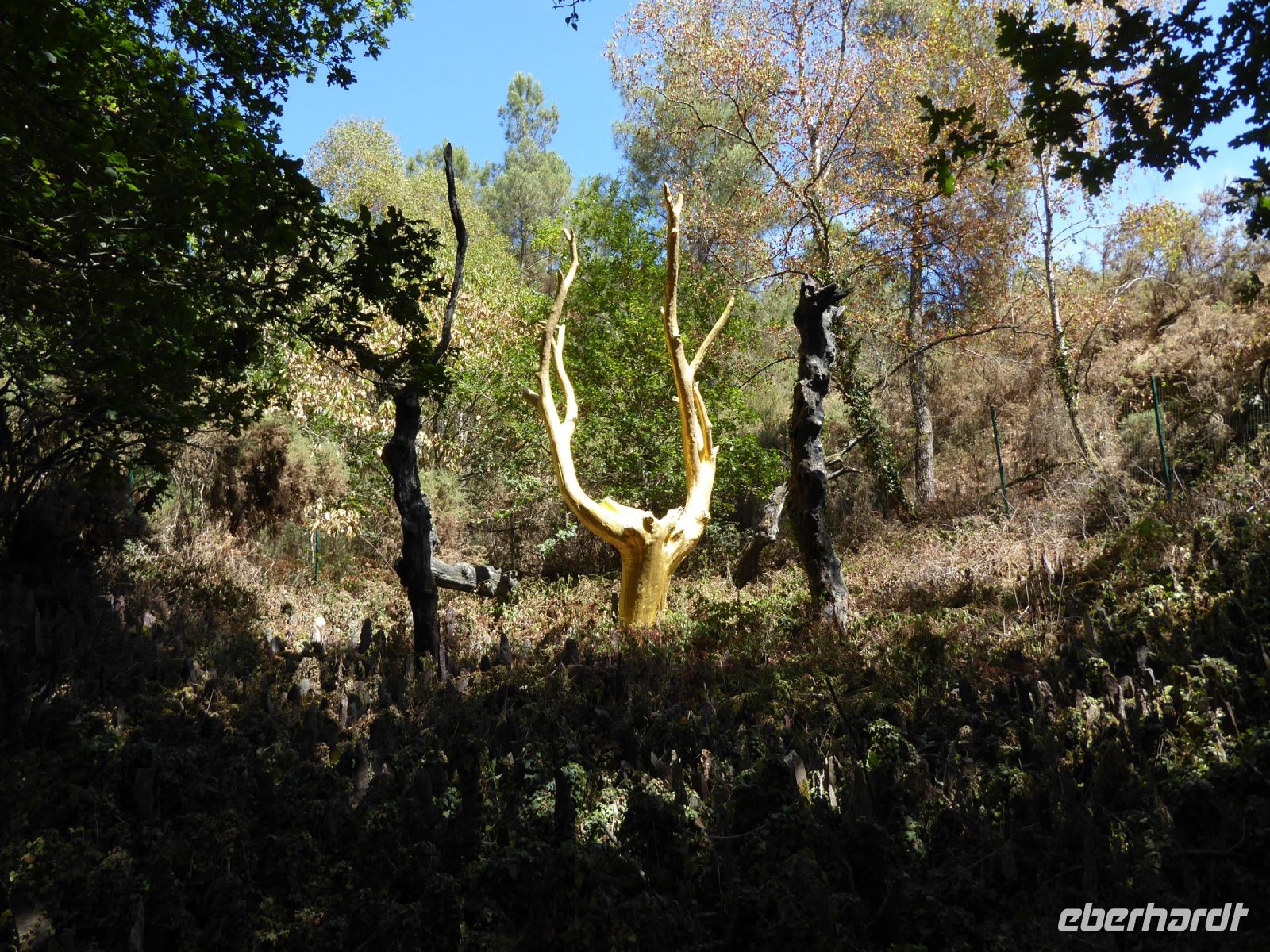Tag 3 08.08.2022 Wanderung im Wald von Brocéliande, L´Arbre d´Or