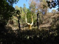 Tag 3 08.08.2022 Wanderung im Wald von Brocéliande, L´Arbre d´Or