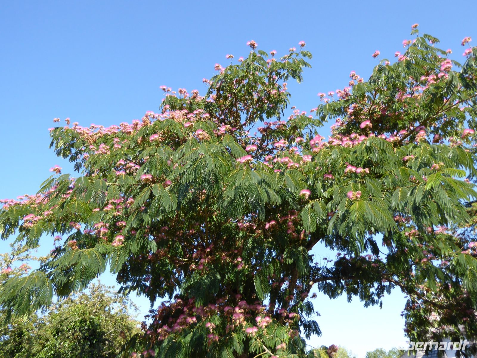 Tag 4 09.08.2022 Carnac, Seidenbaum