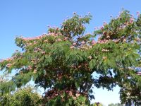 Tag 4 09.08.2022 Carnac, Seidenbaum