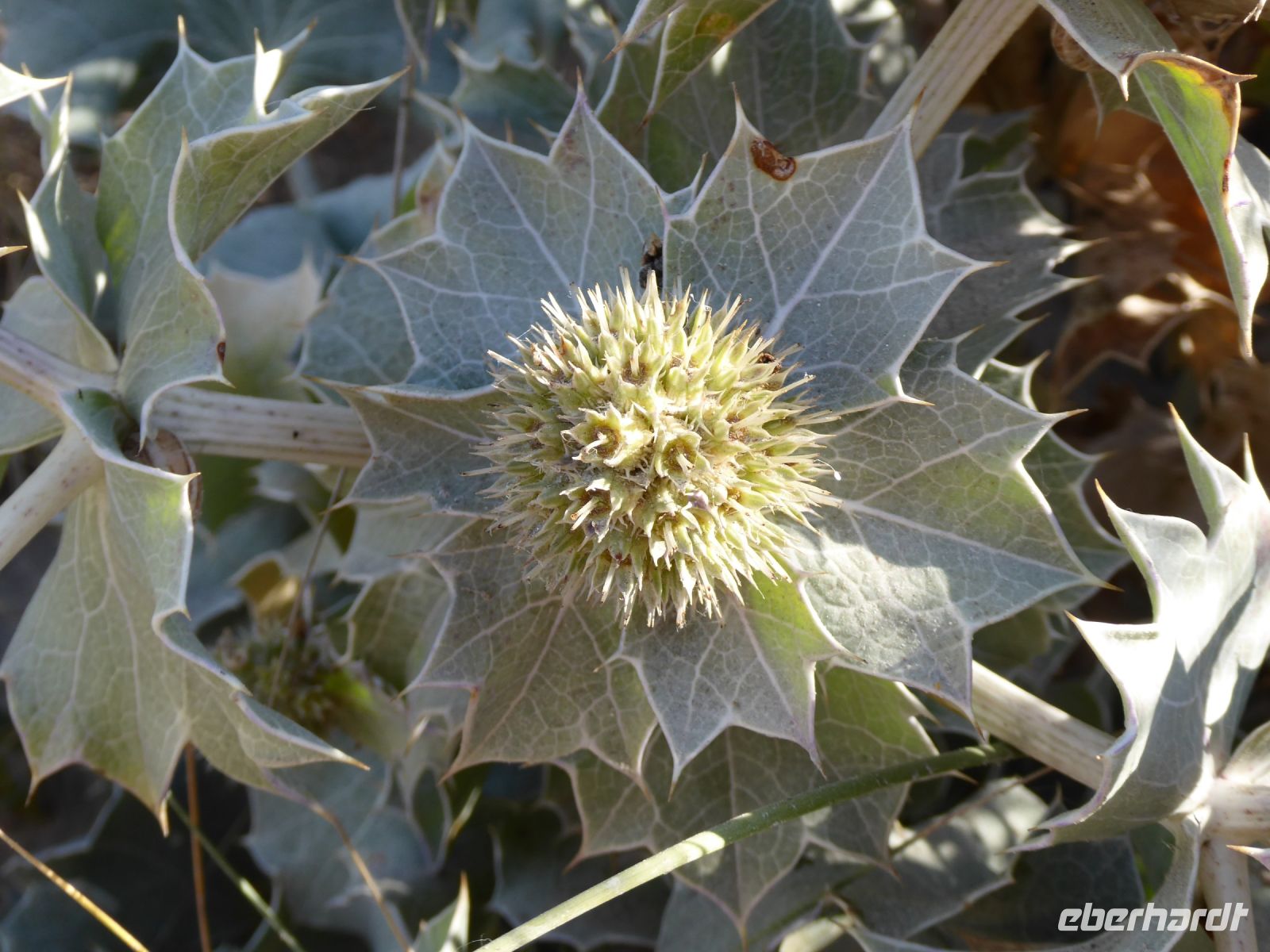 Tag 5 10.08.2022 Strandwanderung auf der Halbinsel Penmarch, Stranddistel