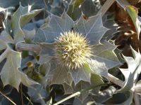 Tag 5 10.08.2022 Strandwanderung auf der Halbinsel Penmarch, Stranddistel
