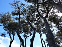 interessante Baumansichten