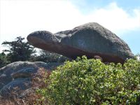 ist das eine Schildkröte?