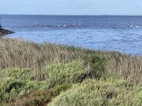 Schwäne und sogar Flamingos