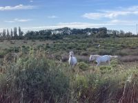 typische Pferde der Camargue