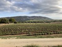 schon geerntet - Lavendelfeld