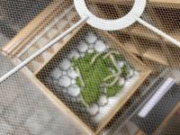 Sorgten für den Reichtum Lyons - Seidenraupen