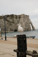 Felsentror von Etretat 