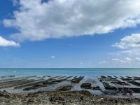 Austernfarm von Cancale