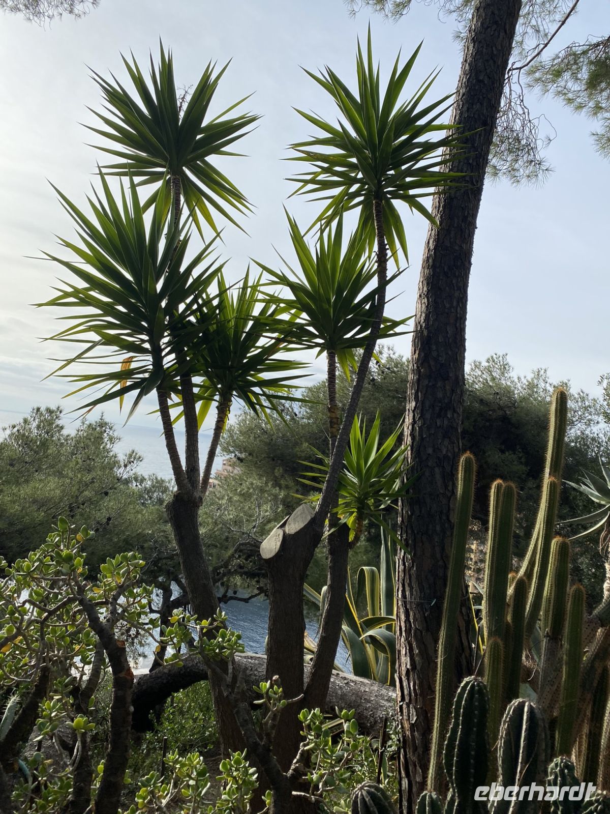 Bepflanzung im Parcours Princess Grace .JPEG