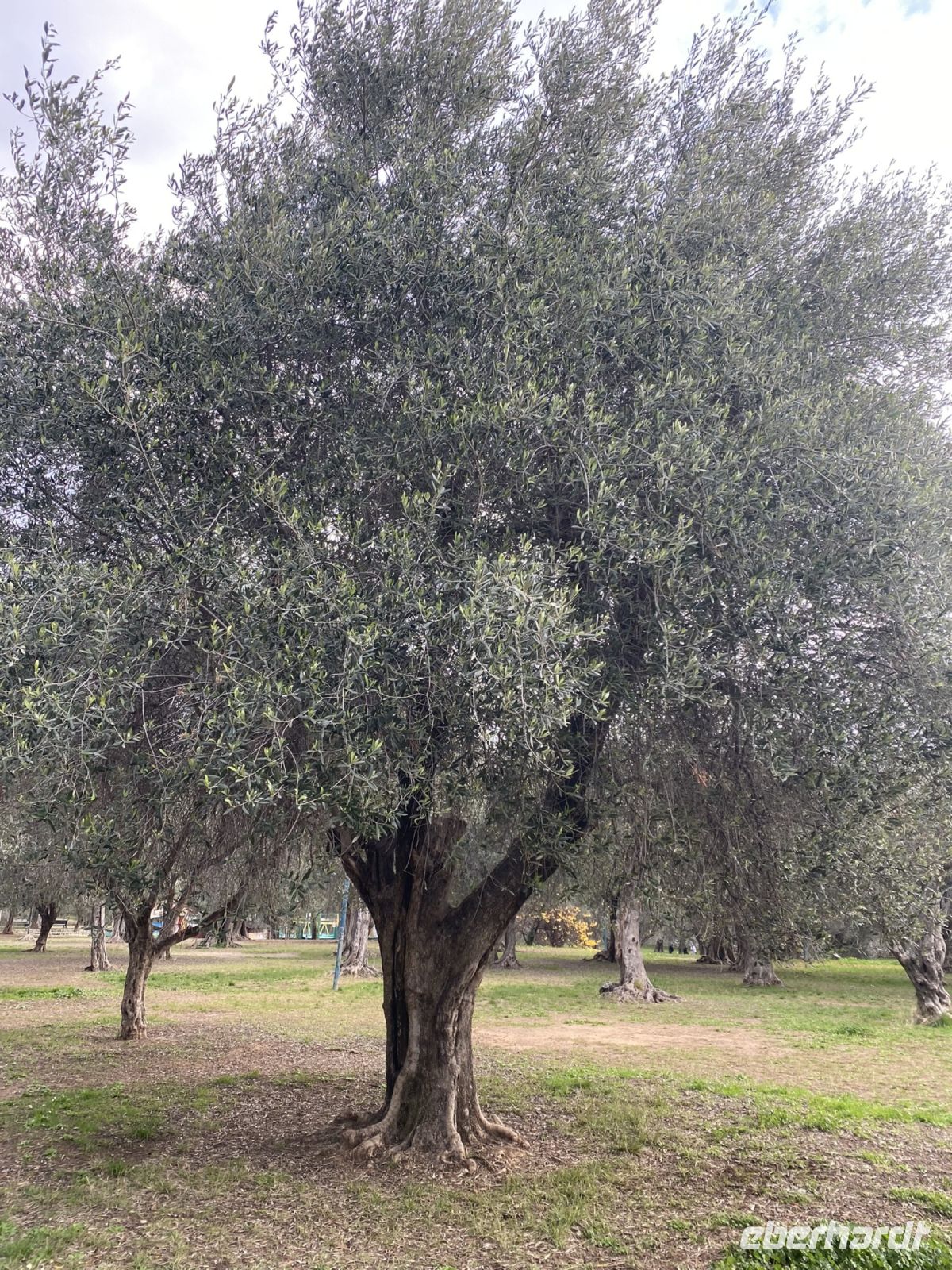 Olivenbaum Jadrin des Arenes .JPEG