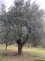 Olivenbaum Jadrin des Arenes .JPEG