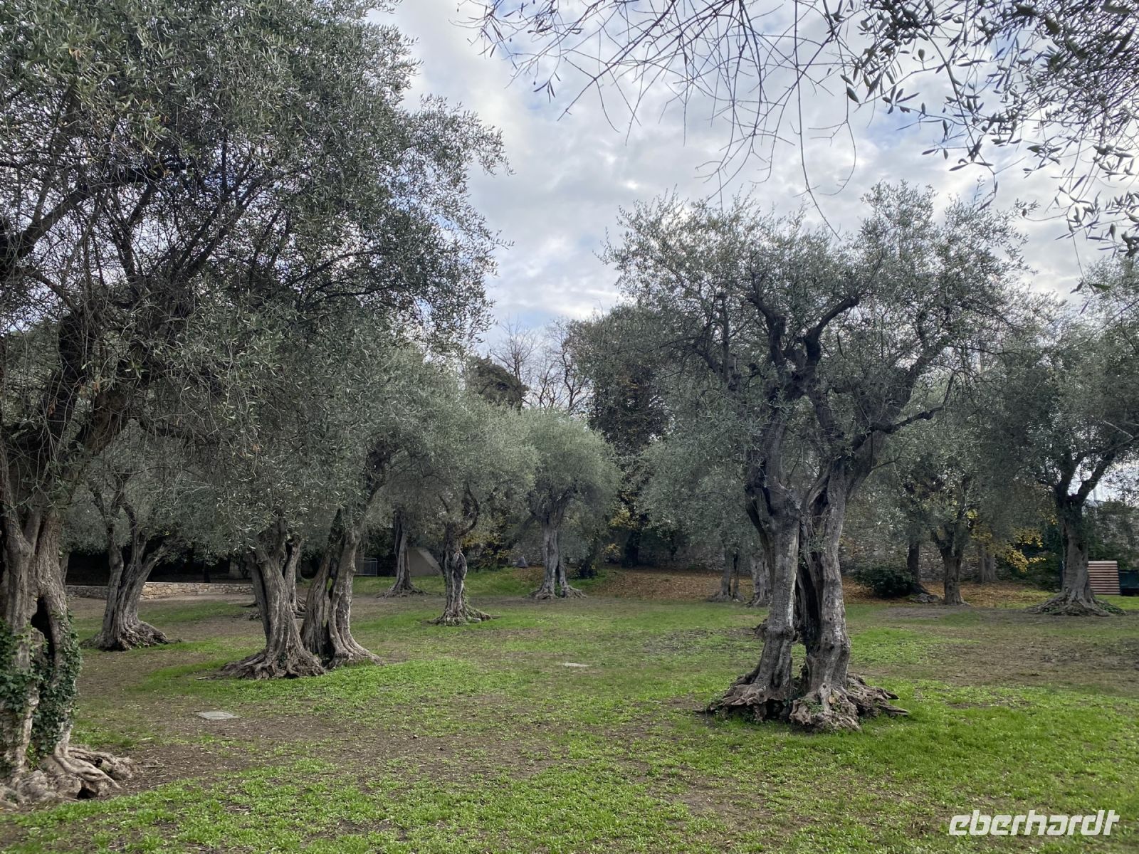 Olivenhain im Jardin des Arenes .JPEG