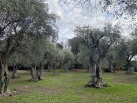 Olivenhain im Jardin des Arenes .JPEG