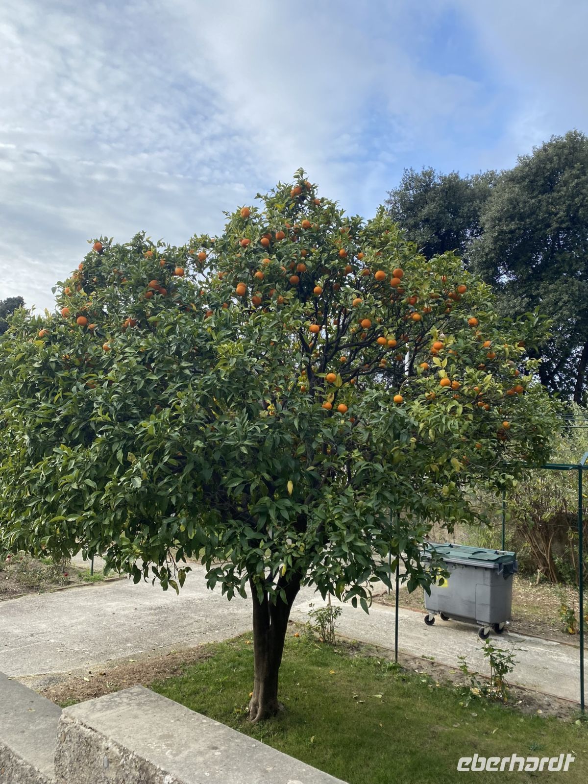 Orangenbaum im Jardin des Arenes .JPEG