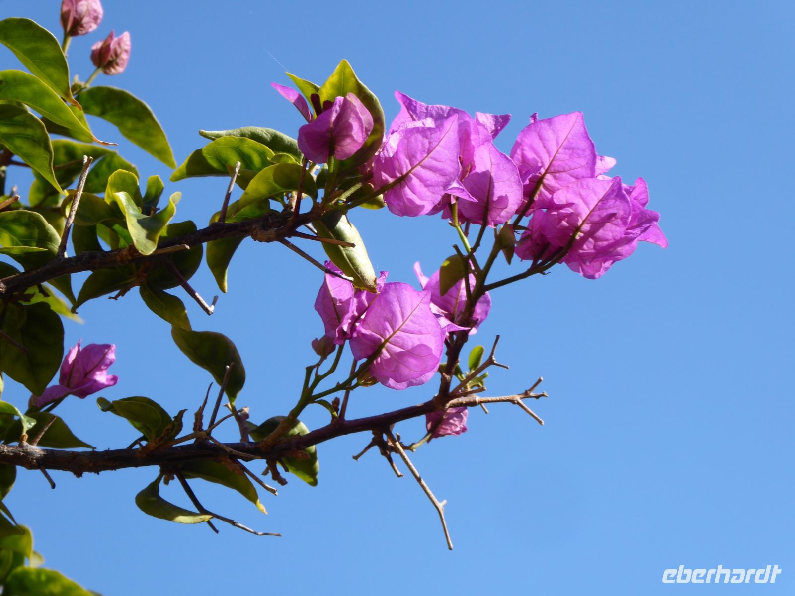 Tag 3 Cannes, Bougainvillea