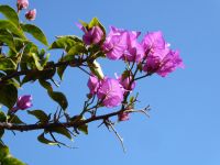 Tag 3 Cannes, Bougainvillea