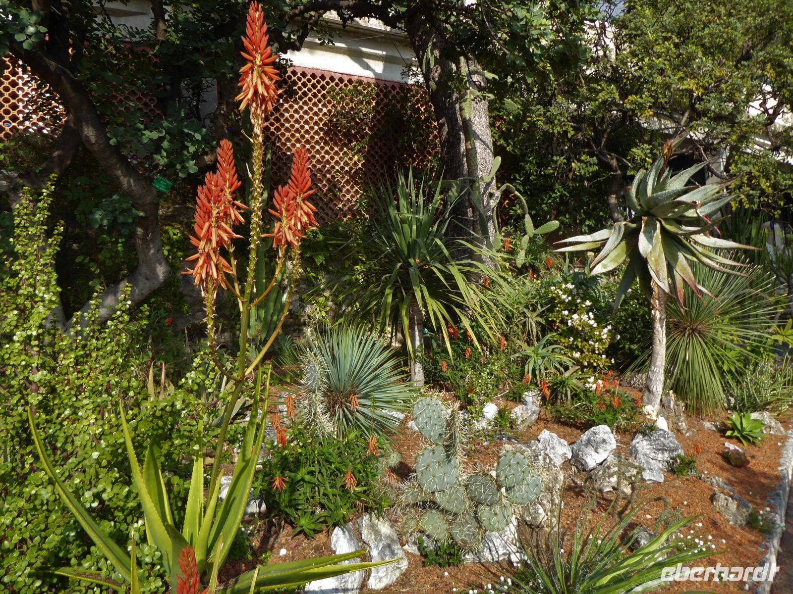 Tag 4 Monaco, botanischer Garten