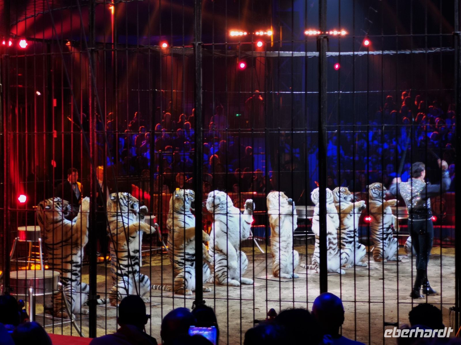 Tag 4 45. internationales Zirkusfestival, Bruno Togni