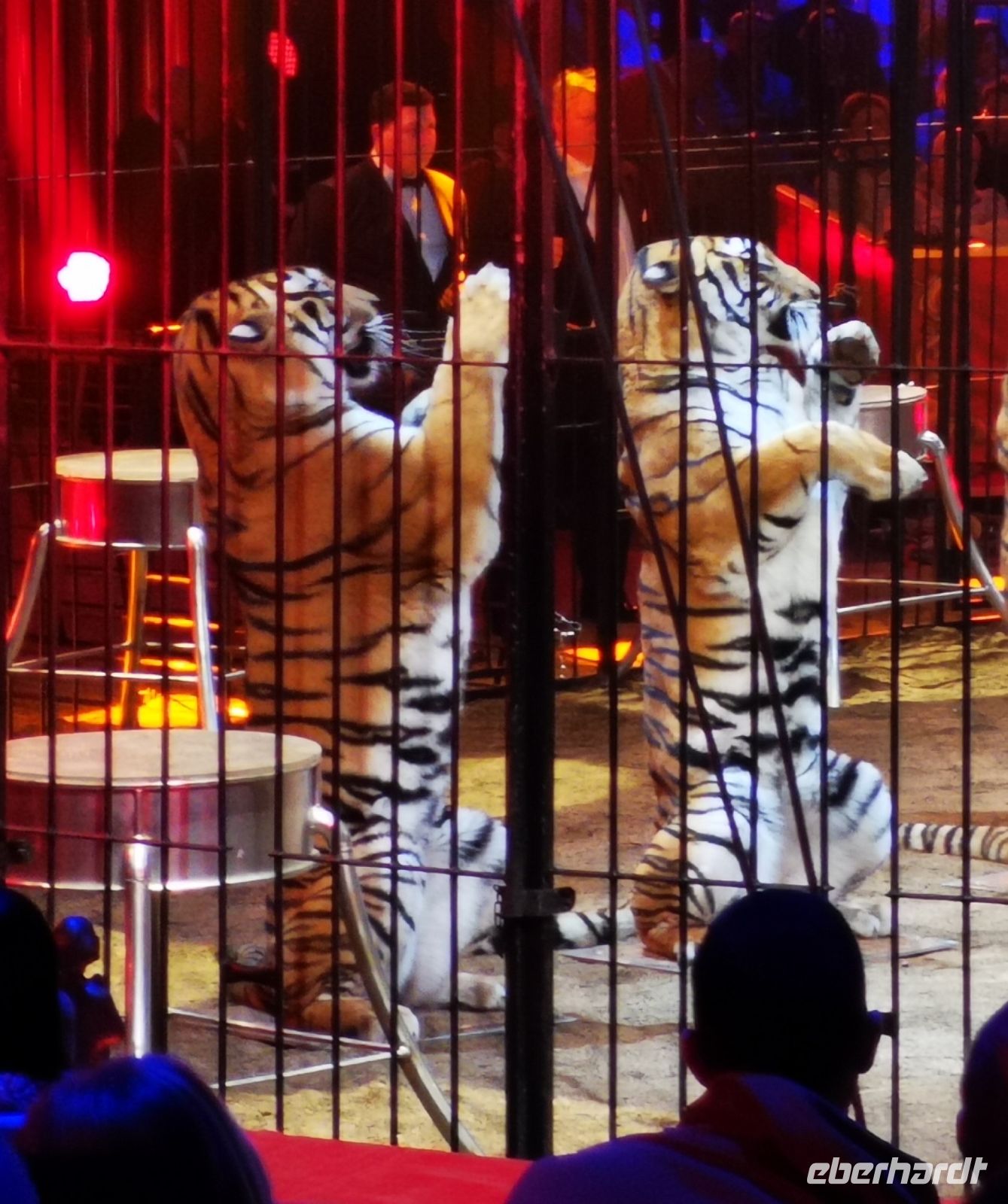 Tag 4 45. internationales Zirkusfestival