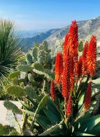Tag 4 Wanderung zum Bergdorf Èze, botanischer Garten (Gruppe 2)
