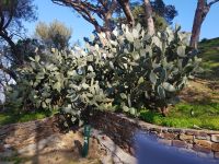 Kakteen in Saint-Tropez