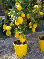 Die berühmten Zitronen von Menton