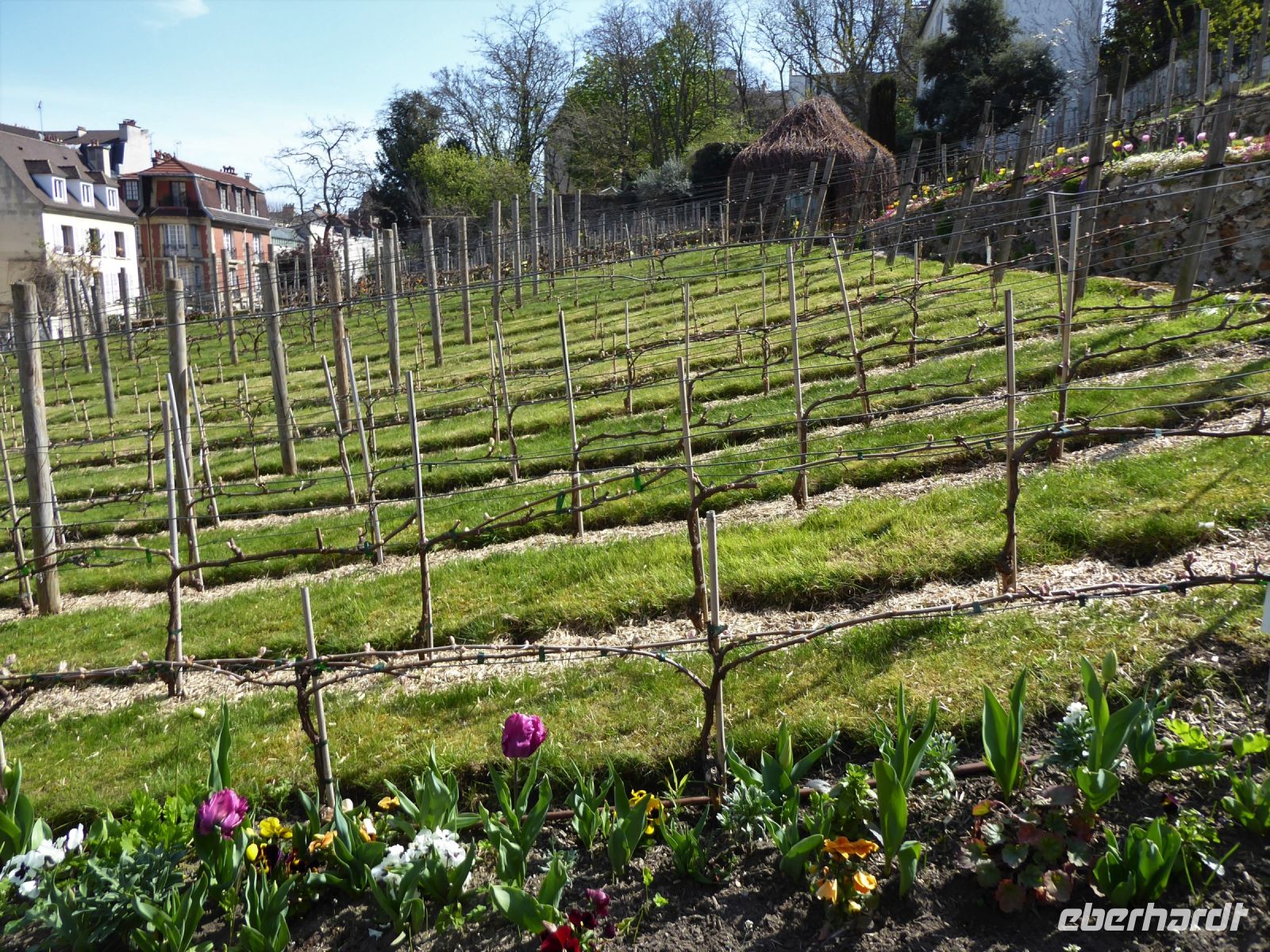Tag 4 09.04.2023 Entdeckerrundgang über den Montmartre, Weinberg