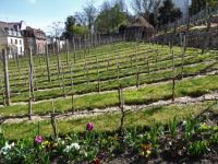 Tag 4 09.04.2023 Entdeckerrundgang über den Montmartre, Weinberg