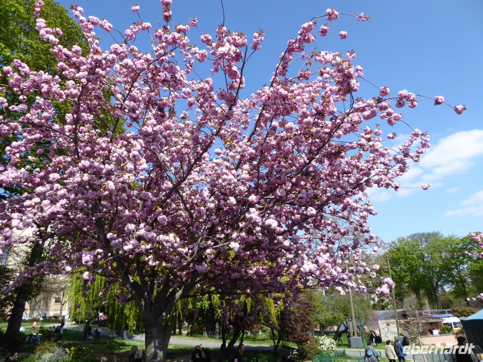 Tag 4 09.04.2023 Kirschblüte