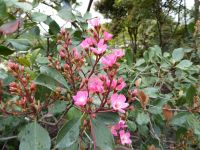 Tag 5 10.04.2023  Entdeckerspaziergang im 6. Arrondissement, Jardin de Luxembourg